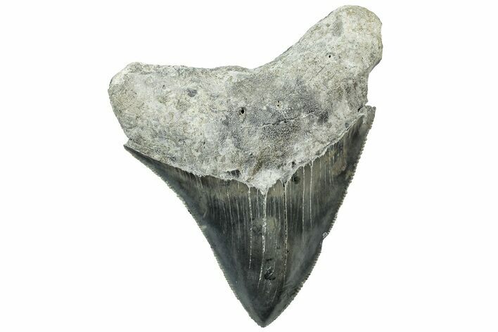 Serrated, Fossil Megalodon Tooth - North Carolina #311852